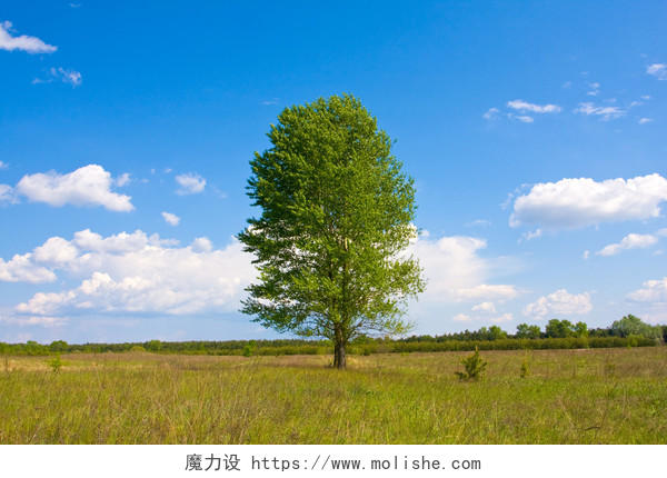 自然风景蓝天白云阳光下一望无际广阔的草原上的一棵树风景图312植树节